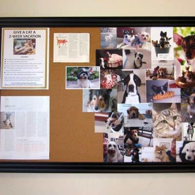 poster board in office. with news articles tacked up as well as pictures of dog and cat clients